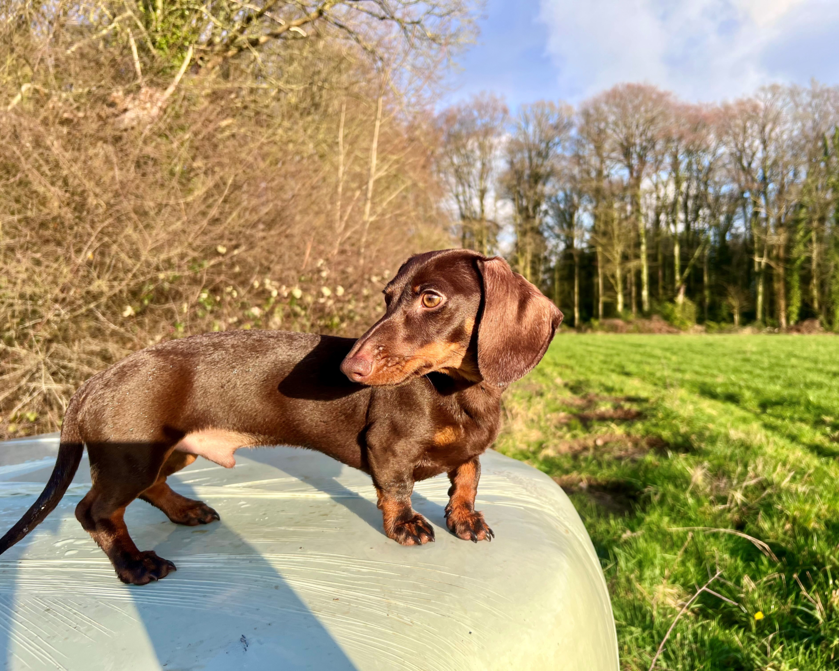 Teckel chocolat en promenade dans la campagne
